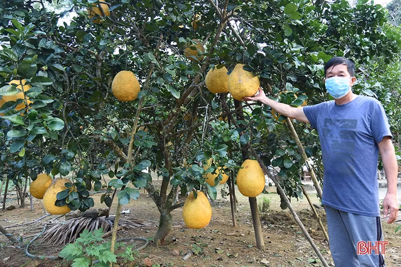 Hấp dẫn bưởi chum ­Hà Linh dịp tết