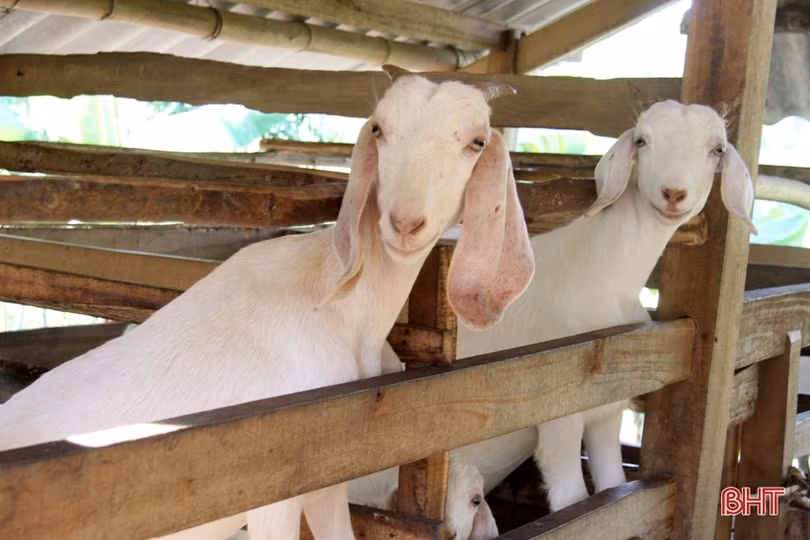 Dê Boer mở hướng chăn nuôi mới cho người dân miền núi Hà Tĩnh