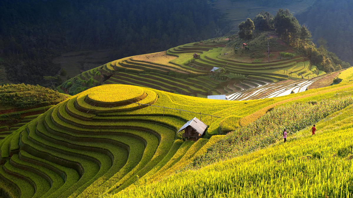 Hoàng Su Phì đẹp hút hồn mùa lúa chín