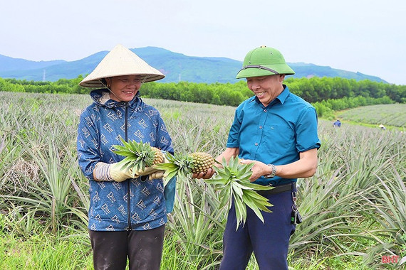 Có ngân hàng làm “bà đỡ”, nông dân Hà Tĩnh mạnh dạn trồng dứa liên kết