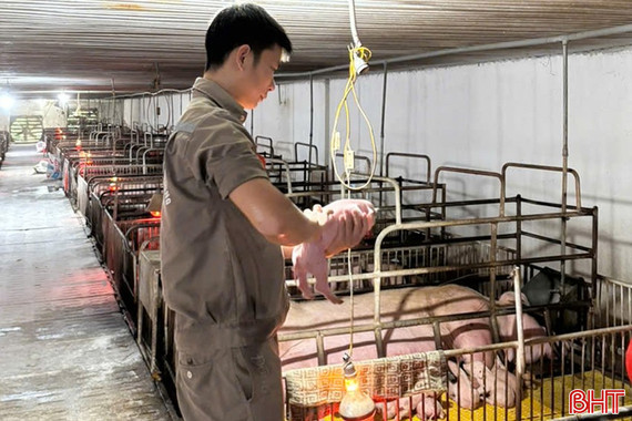 Khó khăn bủa vây, người chăn nuôi không để "đứt gãy" chuỗi sản xuất