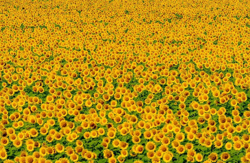 Đồng hoa hướng dương triệu bông đẹp như tranh vào mùa thu