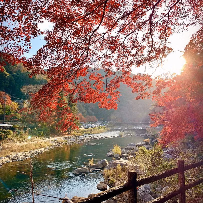 Rừng lá phong đỏ rợp trời thu Nhật Bản