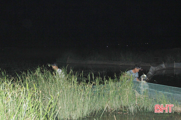 Người dân Xuân Hồng chong đèn, lội ruộng “săn” đặc sản trong đêm