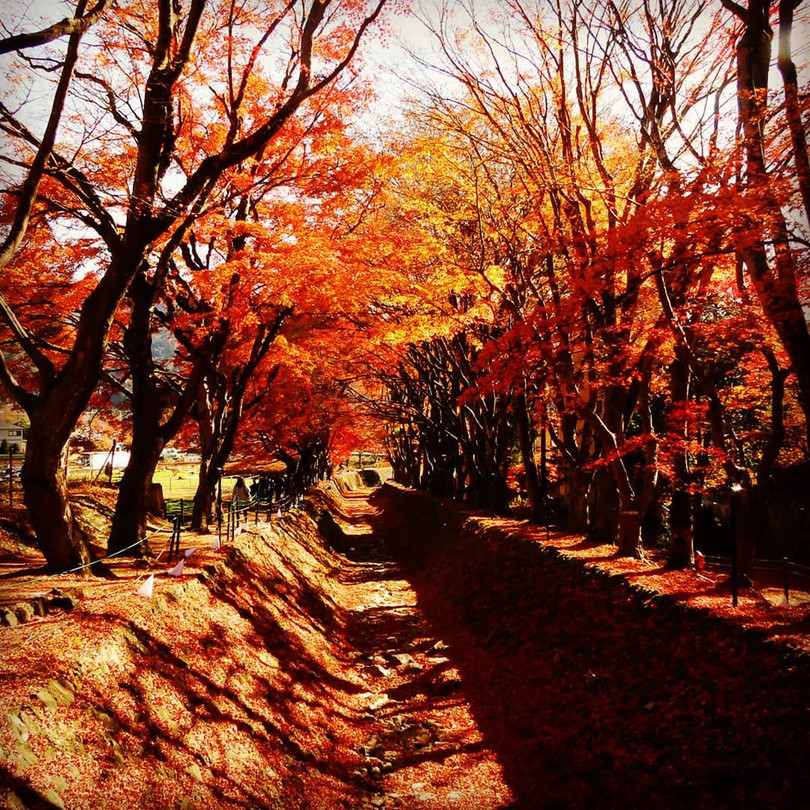 Rừng lá phong đỏ rợp trời thu Nhật Bản