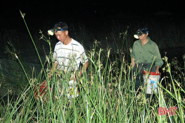 Người dân Xuân Hồng chong đèn, lội ruộng “săn” đặc sản trong đêm