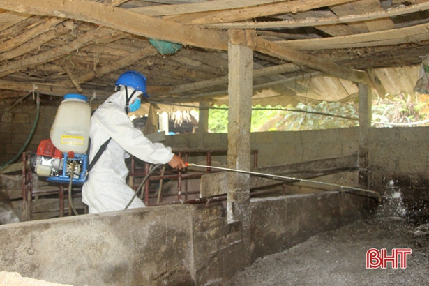 Vũ Quang xuất hiện dịch tả lợn châu Phi, 13 con bị tiêu hủy