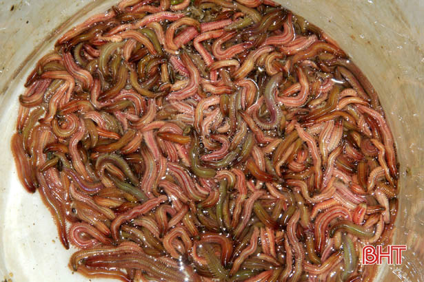 Người dân Xuân Hồng chong đèn, lội ruộng “săn” đặc sản trong đêm