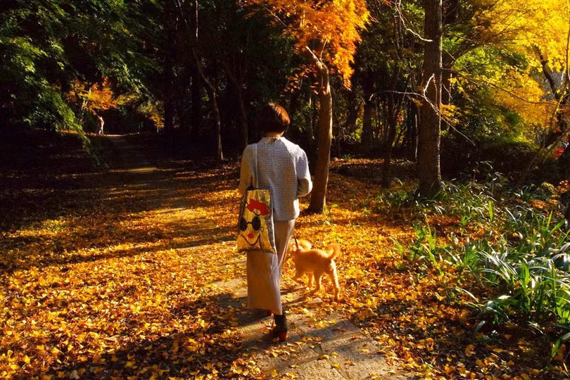 Rừng lá phong đỏ rợp trời thu Nhật Bản