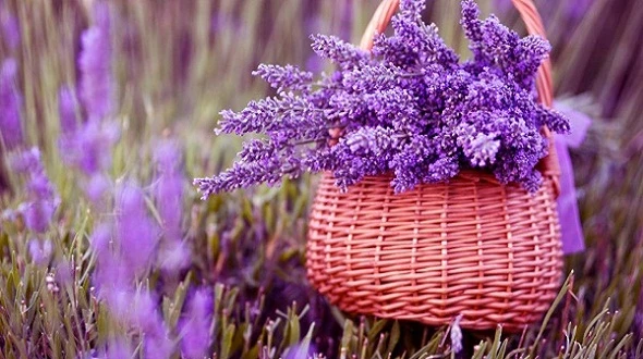 7 mùi hương giúp thư giãn tinh thần