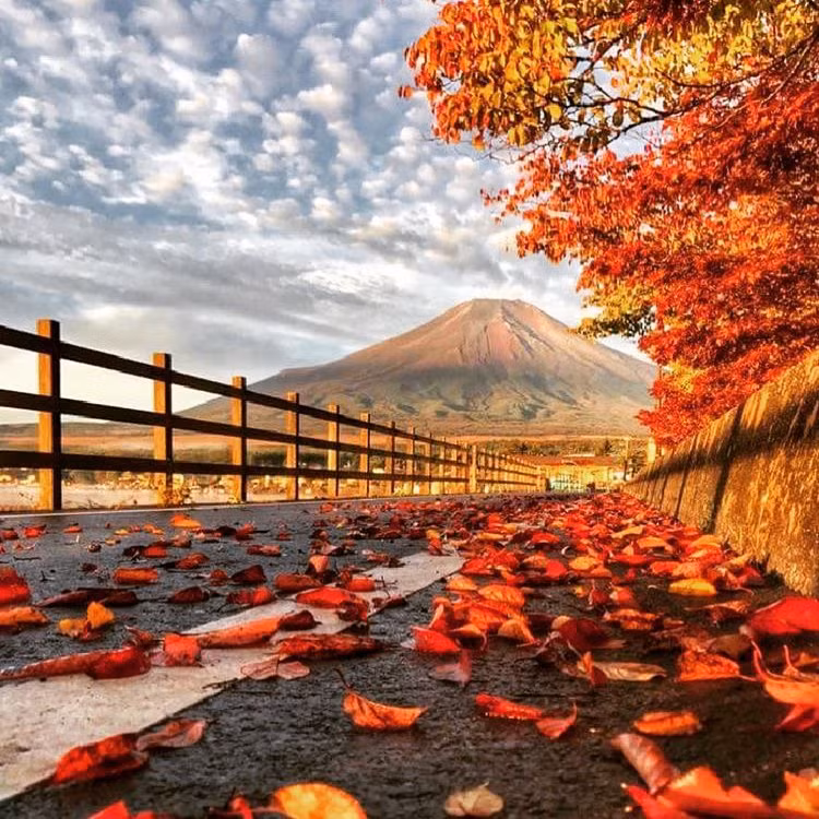 Rừng lá phong đỏ rợp trời thu Nhật Bản