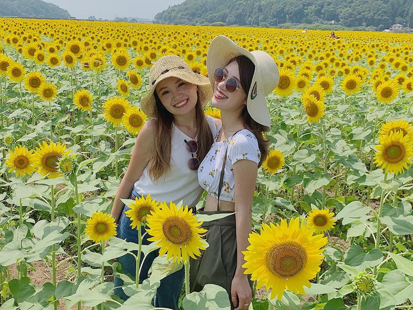 Đồng hoa hướng dương triệu bông đẹp như tranh vào mùa thu