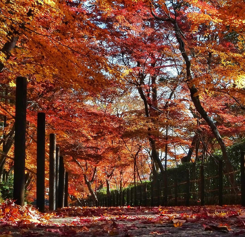 Rừng lá phong đỏ rợp trời thu Nhật Bản