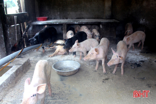 Dịch tả lợn châu Phi diễn biến phức tạp, 28.000 con lợn ở Vũ Quang bị đe dọa