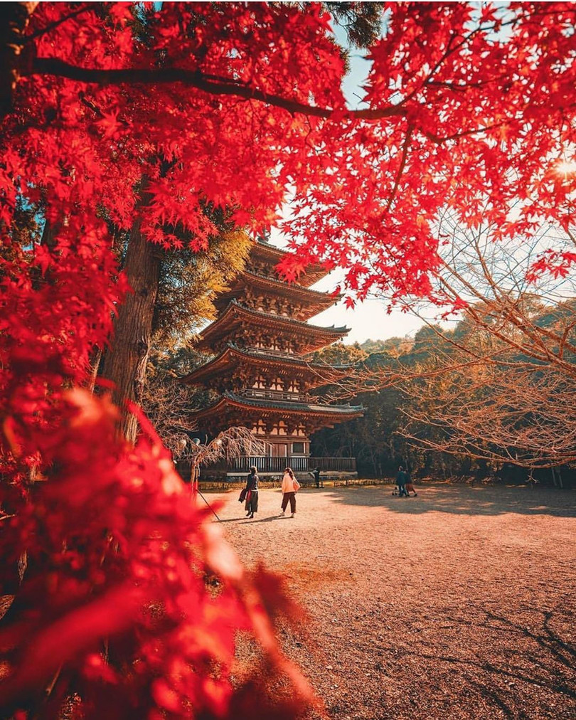 Rừng lá phong đỏ rợp trời thu Nhật Bản