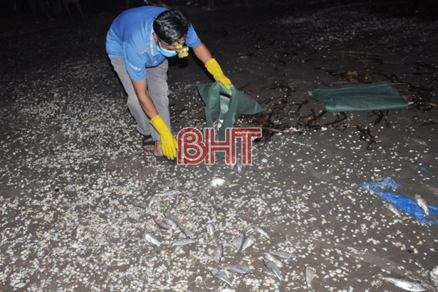 Nhiều người dân nghi hơn 2 tấn cá mòi dạt vào bờ biển Lộc Hà bị kích điện gây nên