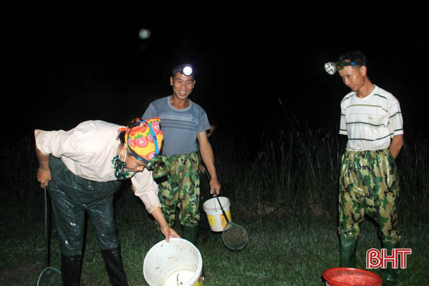Người dân Xuân Hồng chong đèn, lội ruộng “săn” đặc sản trong đêm