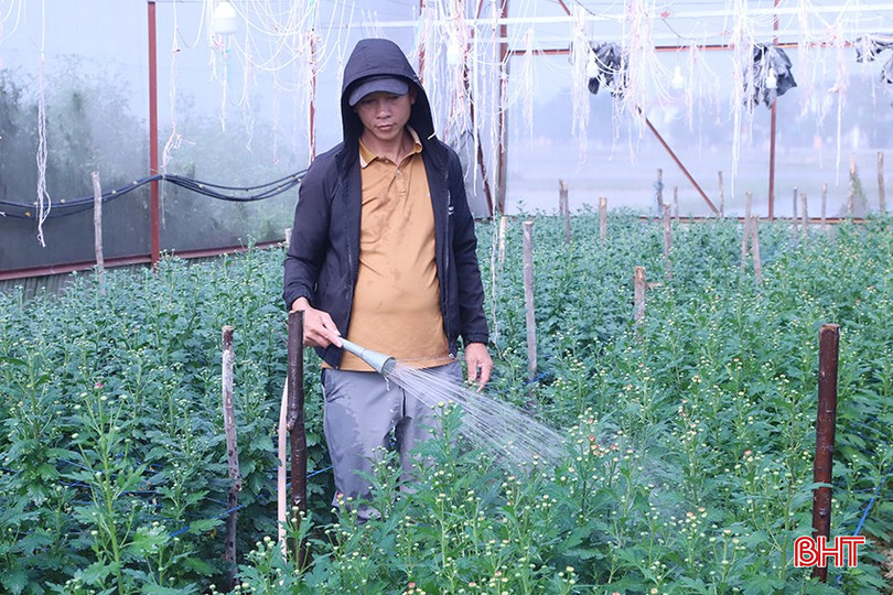 Nhiều loại hoa truyền thống dành cho dịp tết được các nhà vườn chăm sóc kỹ lưỡng. bqbht_br_3.jpg