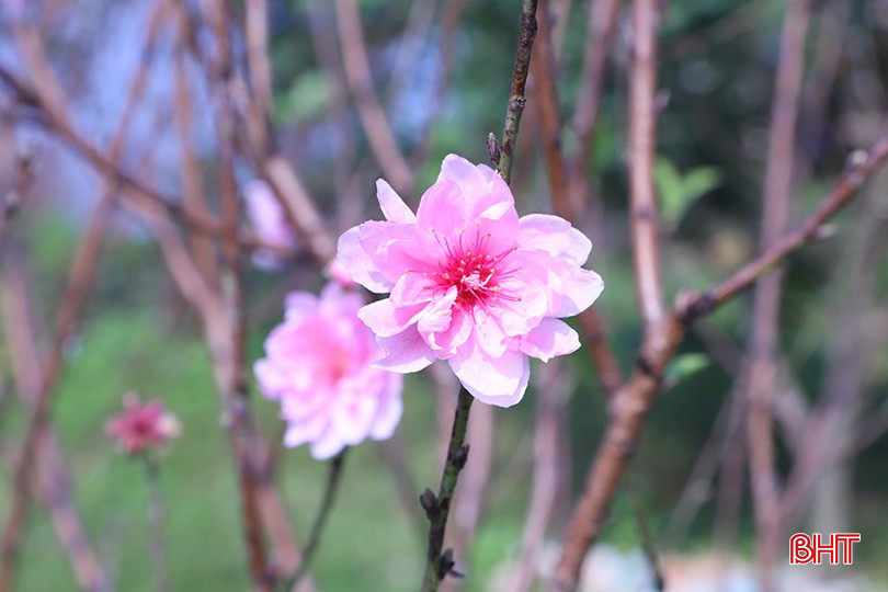 Xuân đã về trên những cành đào phai. bqbht_br_2.jpg