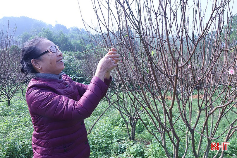 Hơn 10 cái tết chăm sóc đào đã cho bà Trần Thị Xanh những kinh nghiệm quý trong nghề này. bqbht_br_1.jpg
