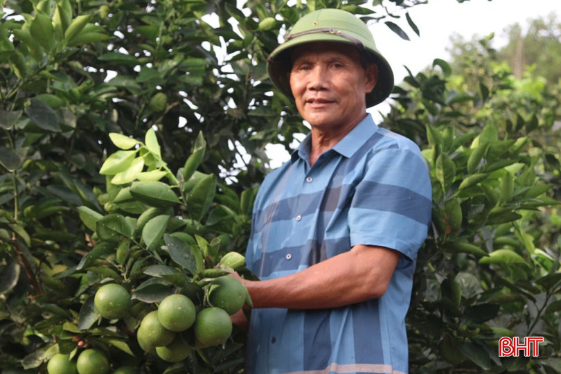 Vườn cam của ông Đậu Quang Huyến được chăm sóc tốt, hứa hẹn vụ mùa bội thu. 4-8543.jpg