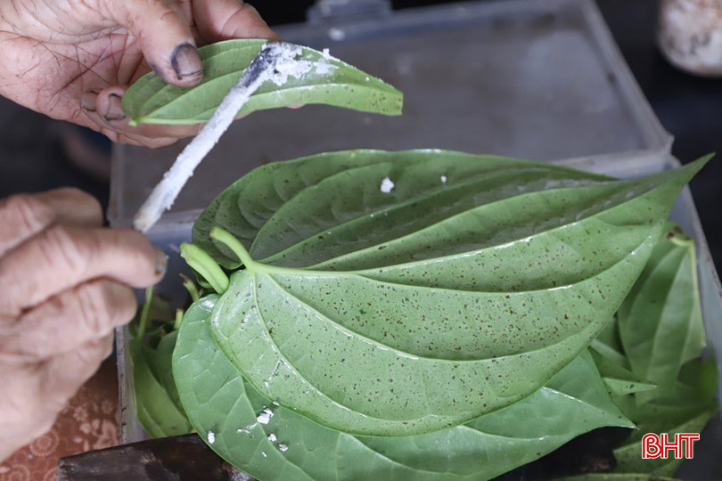 Để có được những lá trầu không "tiến vua" chất lượng, người trồng trầu phải am hiểu kỹ thuật chăm sóc, thu hoạch. bqbht_br_4.jpg