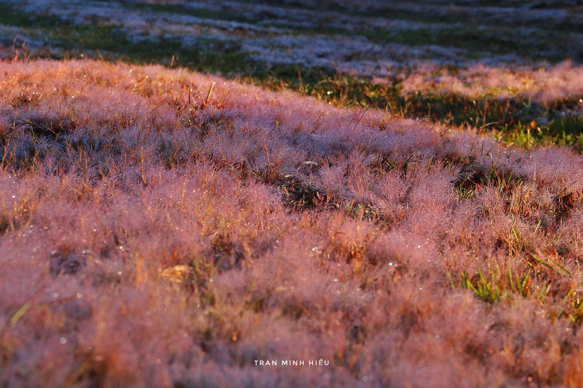 Check-in đồi cỏ hồng Đà Lạt ngày chớm đông