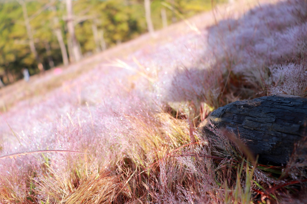 Check-in đồi cỏ hồng Đà Lạt ngày chớm đông