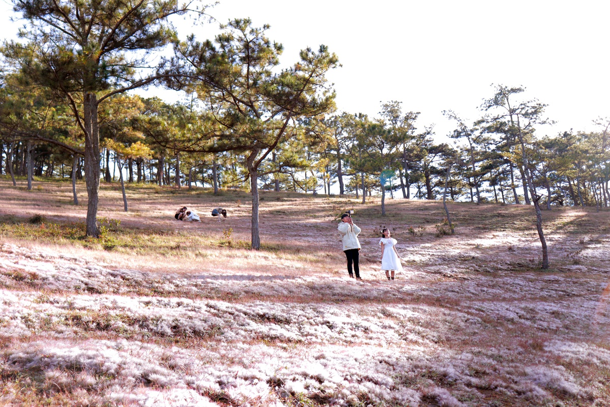 Check-in đồi cỏ hồng Đà Lạt ngày chớm đông