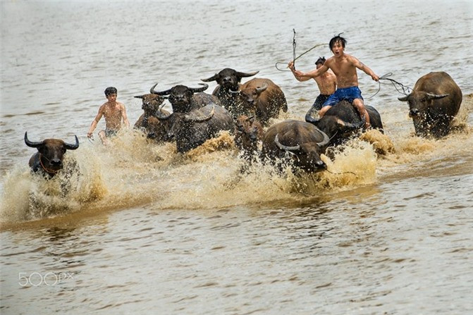 viet nam sieu doc la qua ong kinh cua nhiep anh gia nguoi anh