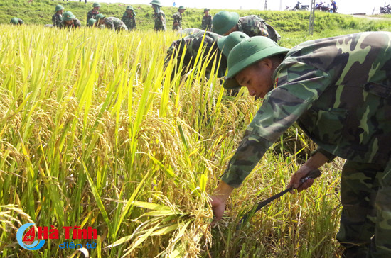 bo doi xuong dong giup dan thu hoach mua
