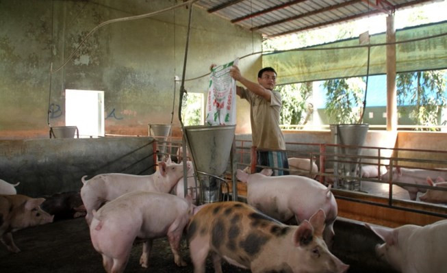 trung quoc dong y mua heo cua viet nam