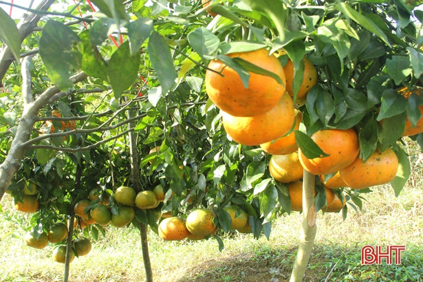 Vựa cam Vũ Quang ước thu khoảng 100 tỷ đồng