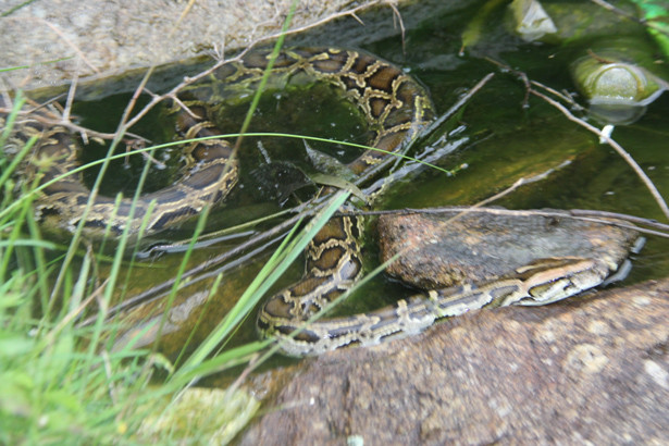 Kiểm lâm Nghi Xuân thả 2 trăn gấm về rừng tự nhiên