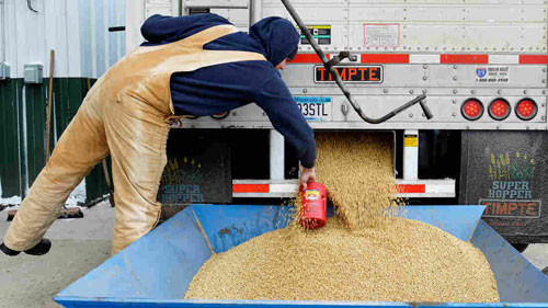 Một nông dân Mỹ kiểm tra đậu nành tại Fargo, Bắc Dakorta. Ảnh: Reuters. Sai lầm khiến Trung Quốc “tự bắn vào chân” trong chiến tranh thương mại với Mỹ