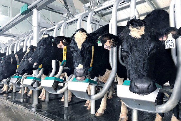 Vinamilk ra mắt dòng sữa A2 lần đầu tiên tại Việt Nam