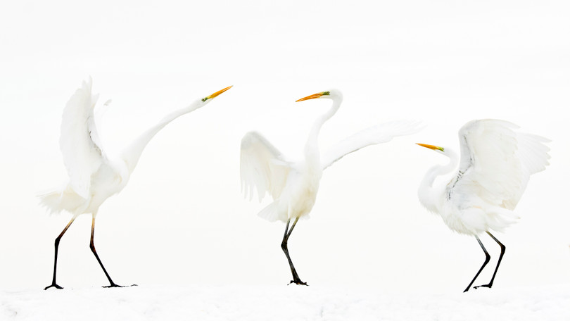Ngắm ảnh thiên nhiên tuyệt đẹp đoạt giải của Nat Geo năm 2018