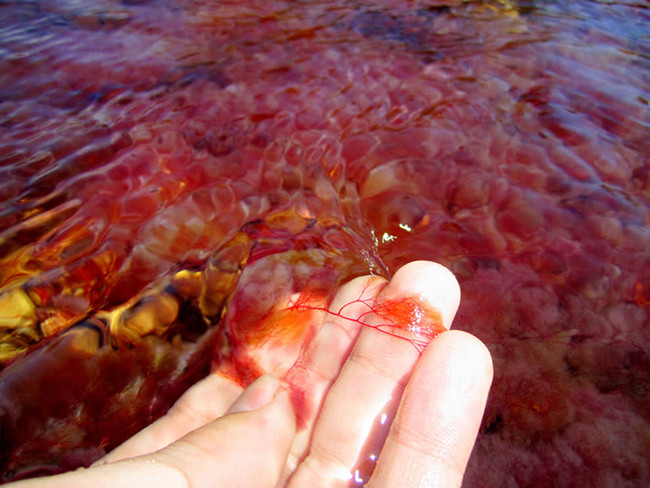 Khó tin nhưng có thật: Con sông có 5 màu sắc biến đổi theo mùa