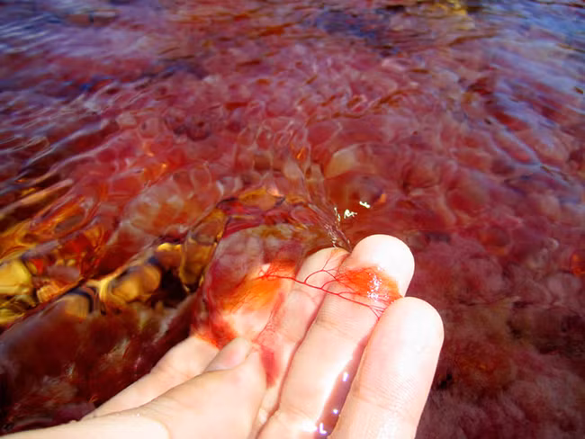 Khó tin nhưng có thật: Con sông có 5 màu sắc biến đổi theo mùa