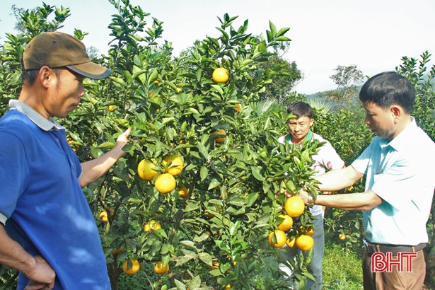 Vựa cam Vũ Quang ước thu khoảng 100 tỷ đồng