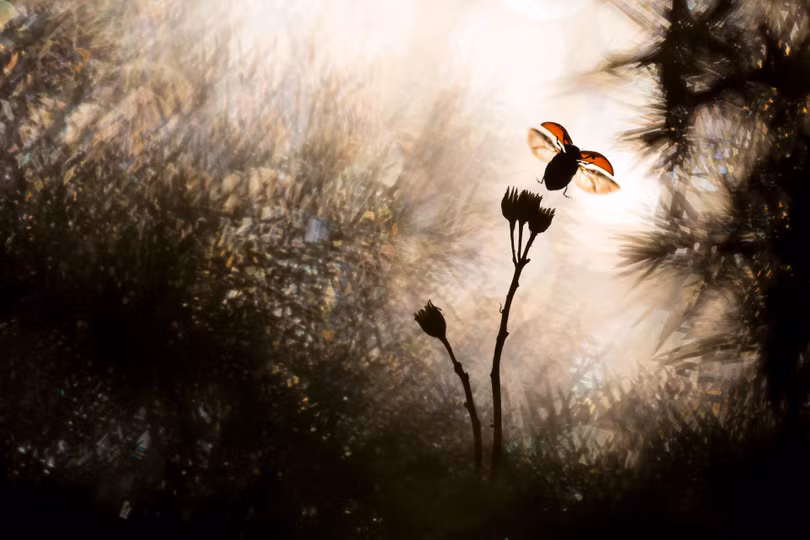 Ngắm ảnh thiên nhiên tuyệt đẹp đoạt giải của Nat Geo năm 2018