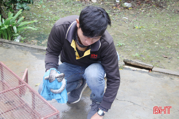 Kiểm lâm Nghi Xuân thả 2 trăn gấm về rừng tự nhiên