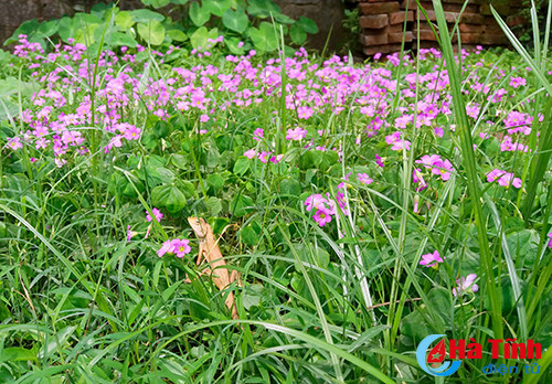 photo khuc giao mua hoa co thang 3 o ha tinh