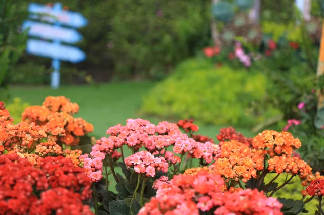 dam say sac hoa ba na hills