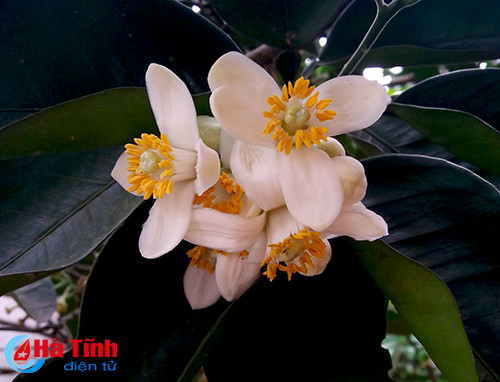 photo khuc giao mua hoa co thang 3 o ha tinh