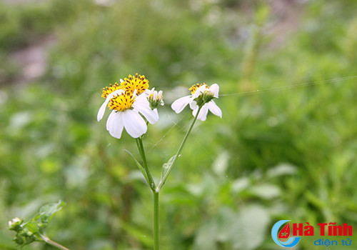 photo khuc giao mua hoa co thang 3 o ha tinh