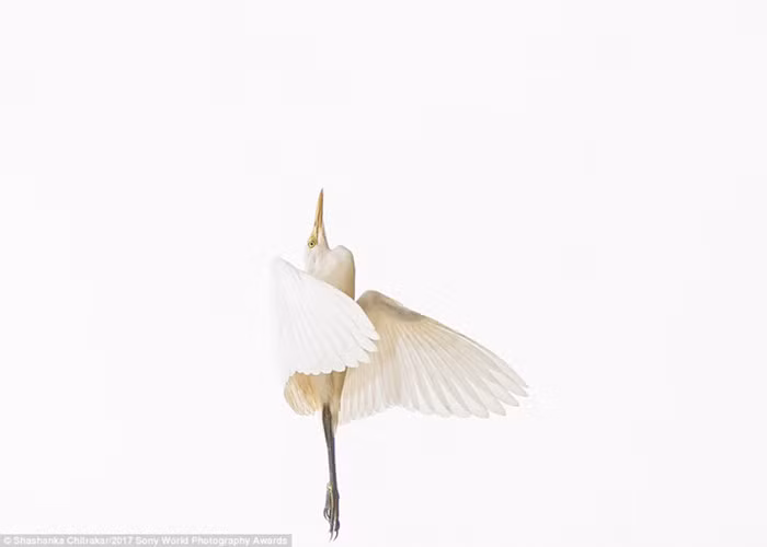 tram tro truoc nhung tac pham nghiep du doat giai 2017 sony awards