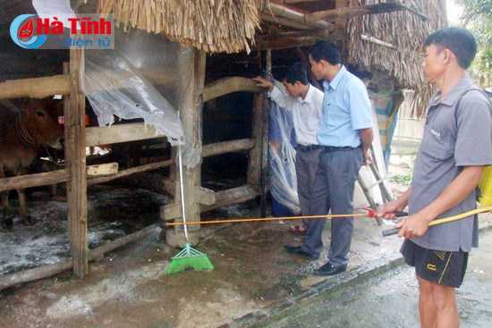 duc tho 26 con trau bo mac benh lo mom long mong