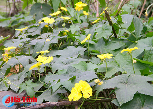 photo khuc giao mua hoa co thang 3 o ha tinh