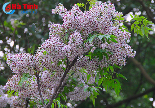 photo khuc giao mua hoa co thang 3 o ha tinh